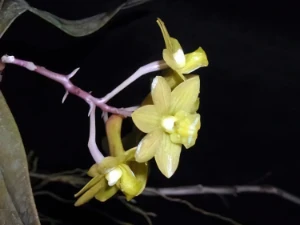 Bild von Dendrobium guererroi 1